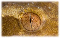 about crested gecko