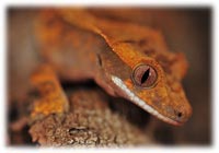 caring for crested gecko