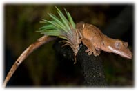 crested gecko information