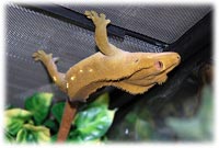 crested gecko foot