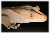 crested gecko origin