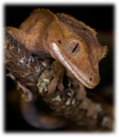 crested gecko in the wild