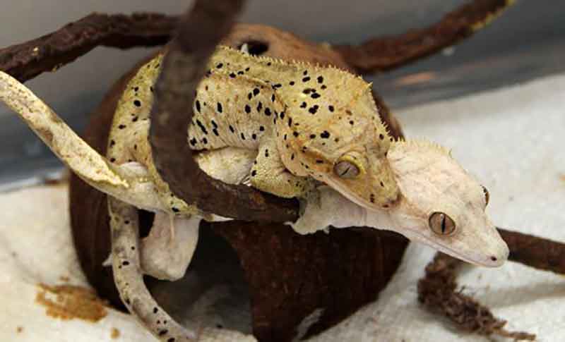 How to breed Crested Geckos