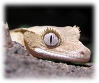crested gecko help