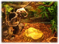 crested gecko natural habitat