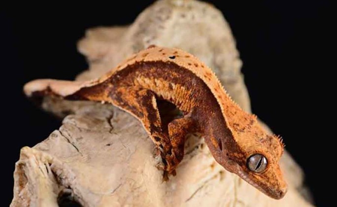 Crested Gecko Health