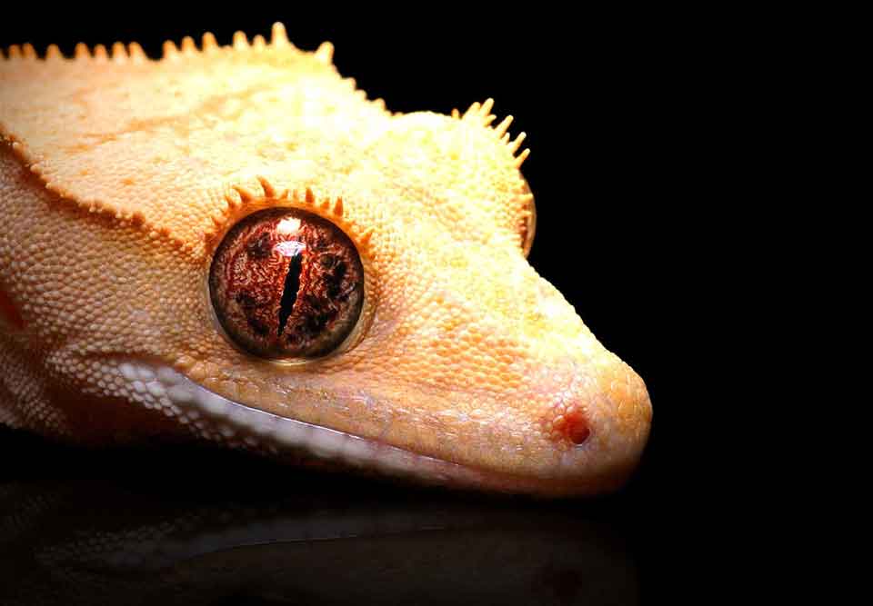 crested gecko supplements