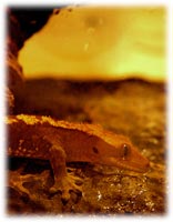 crested gecko vivarium