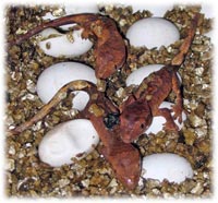 crested gecko babies & hatchlings