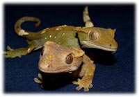 geckos breeding preparation