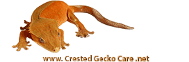 Crested Gecko Care 